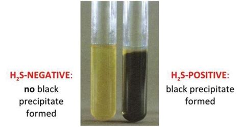 sulfur reducing bacteria test.